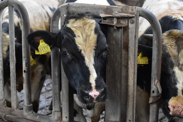 Çiftlikteki bir ahırda inekler