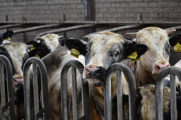 Çiftlikteki bir ahırda inekler