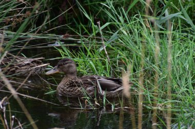 Ördek suda yüzüyor. gadwall