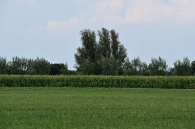 Yeşil çim tarlası. mısır tarlası