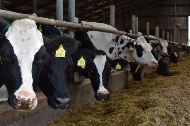 Çiftlikteki bir ahırda inekler