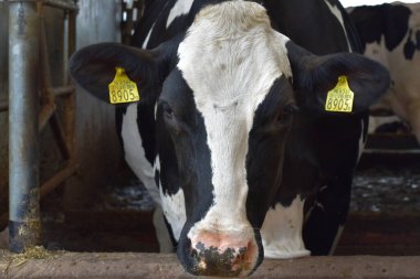 Çiftlikteki bir ahırda inek