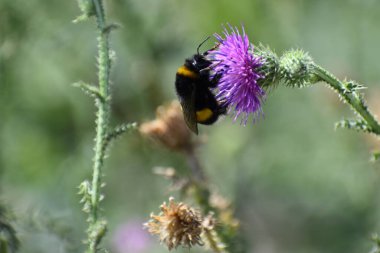 Böcek güzel bir çiçekle çalışıyor.
