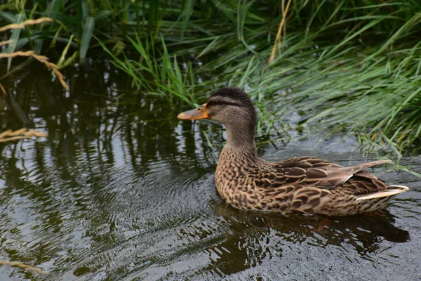 Ördek suda yüzüyor. gadwall