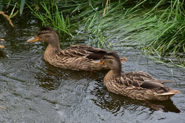 Ördek suda yüzüyor. gadwall