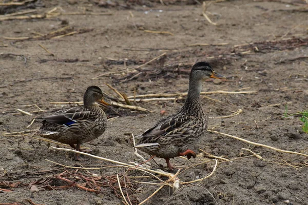 Ördek suda yüzüyor. gadwall