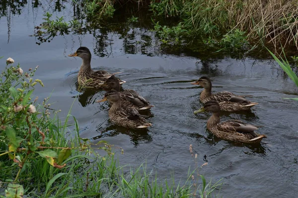 Ördek suda yüzüyor. gadwall