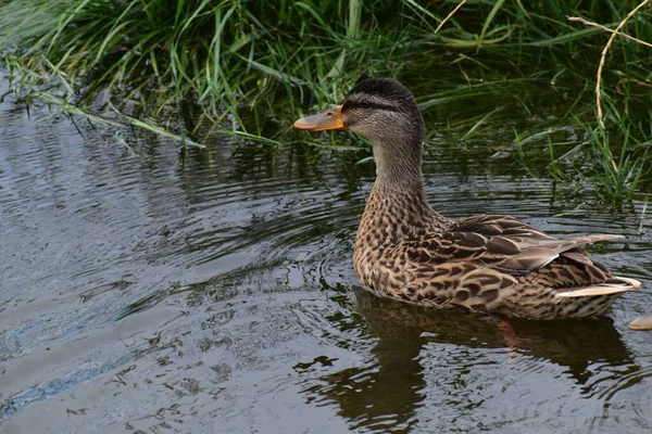 Ördek suda yüzüyor. gadwall