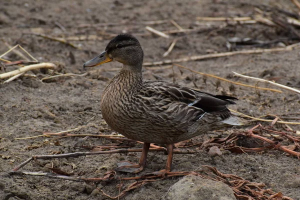 Ördek suda yüzüyor. gadwall