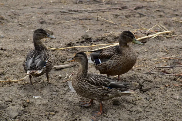 Ördek suda yüzüyor. gadwall