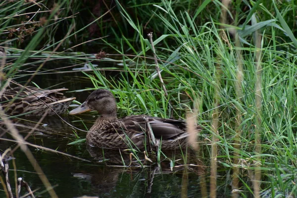 Ördek suda yüzüyor. gadwall