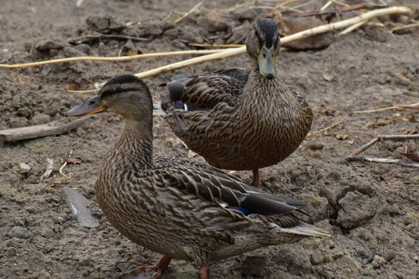 Ördek suda yüzüyor. gadwall