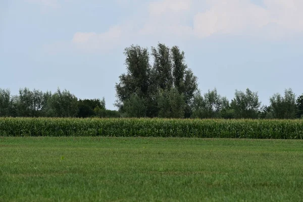 Yeşil çim tarlası. mısır tarlası