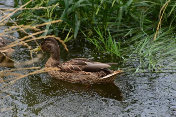 Ördek suda yüzüyor. gadwall