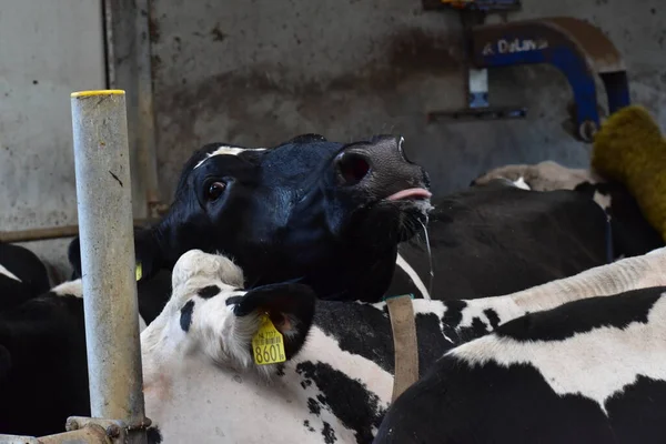 Çiftlikteki bir ahırda inekler