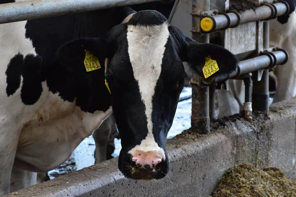 Çiftlikteki bir ahırda inekler