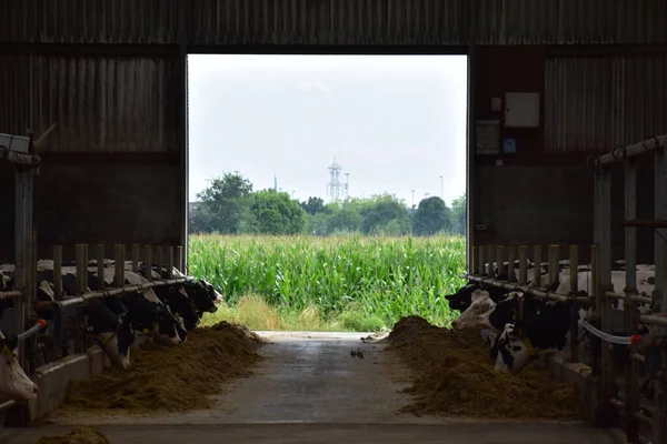 Çiftlikteki bir ahırda inekler