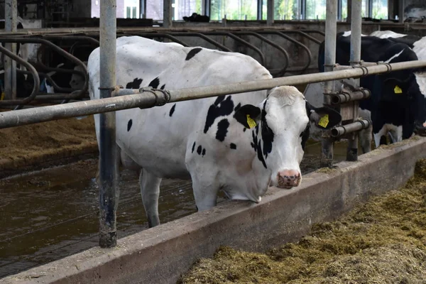 Çiftlikteki bir ahırda inekler