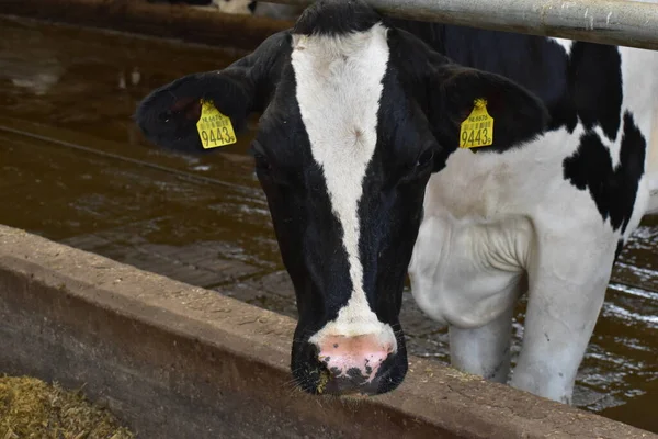 Çiftlikteki bir ahırda inek