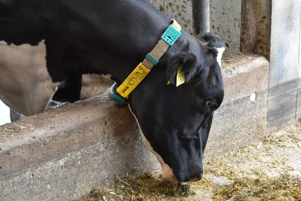 Çiftlikteki bir ahırda inek