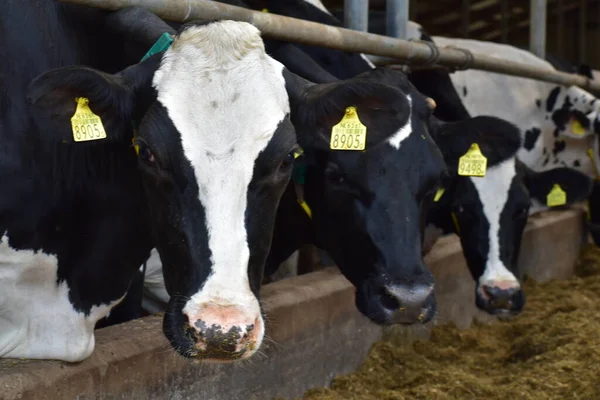 Çiftlikteki bir ahırda inekler