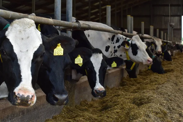 Çiftlikteki bir ahırda inekler