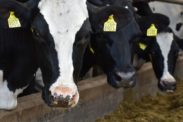 Çiftlikteki bir ahırda inekler