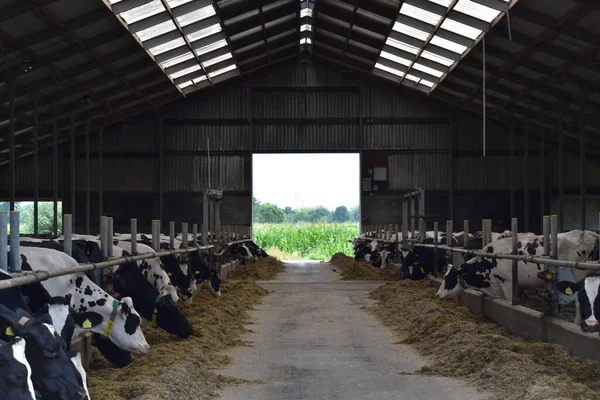 Çiftlikteki bir ahırda inekler