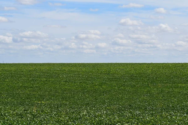 Şeker pancarı tarlası ve gökyüzü