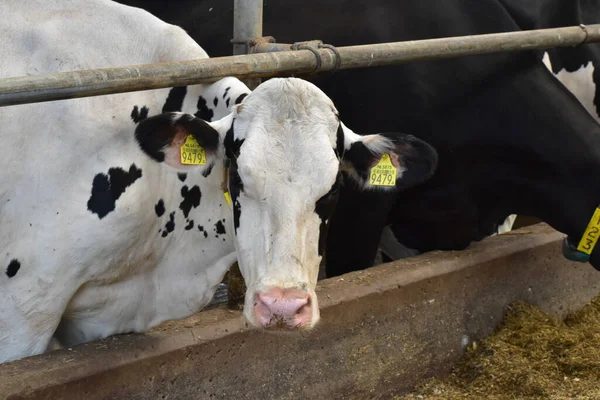 Çiftlikteki bir ahırda inek