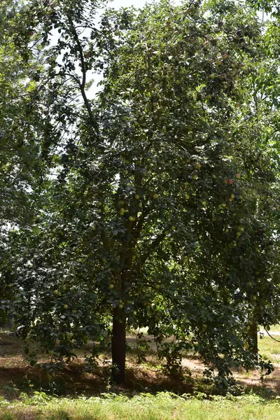 Kırsalda elma ağacı