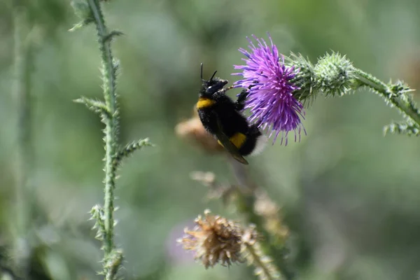 Böcek güzel bir çiçekle çalışıyor.