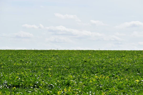 Fransa 'da şeker pancarı tarlası