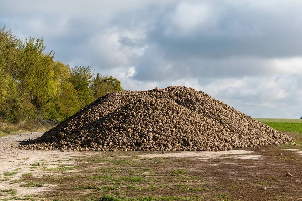 Şeker pancarı yığını.;