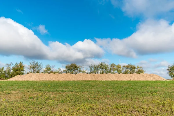 Tarlada şeker pancarı hasat ediyorum.;