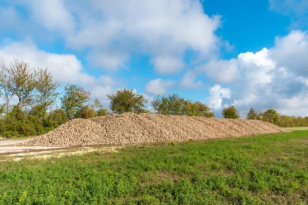 Tarlada şeker pancarı hasat ediyorum.;