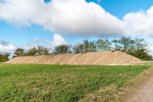 Tarlada şeker pancarı hasat ediyorum.;