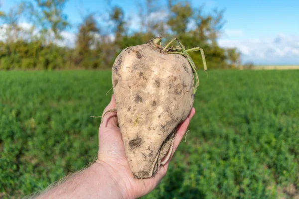 Tarlada şeker pancarı hasat ediyorum.;
