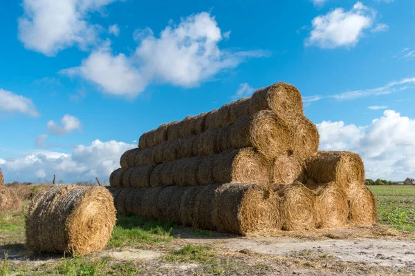 Tarlalardan saman toplanıyor