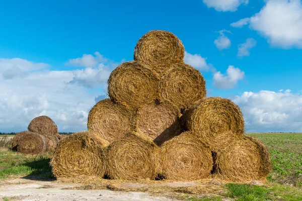 Tarlalardan saman toplanıyor