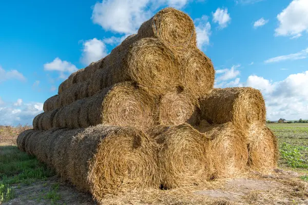 Tarlalardan saman toplanıyor
