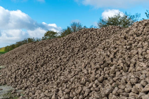 Şeker pancarı yığını.