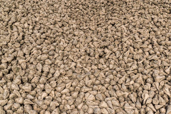 Şeker pancarı yığını dokusu