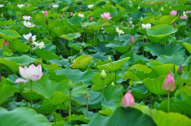 Lotus bir su bitkisi. Geniş yaprakları ve güzel kokulu çiçekleri vardır. Yapraklar ve çiçekler yüzer ve hava sahaları içeren uzun sapları vardır. Simetrik desende üst üste binen çok sayıda taç yaprağı var.