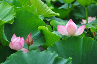 Lotus bir su bitkisi. Geniş yaprakları ve güzel kokulu çiçekleri vardır. Yapraklar ve çiçekler yüzer ve hava sahaları içeren uzun sapları vardır. Simetrik desende üst üste binen çok sayıda taç yaprağı var.