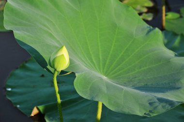 Lotus bir su bitkisi. Geniş yaprakları ve güzel kokulu çiçekleri vardır. Yapraklar ve çiçekler yüzer ve hava sahaları içeren uzun sapları vardır. Simetrik desende üst üste binen çok sayıda taç yaprağı var.