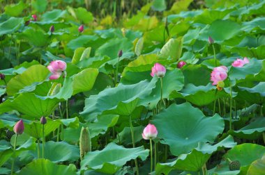 Lotus bir su bitkisi. Geniş yaprakları ve güzel kokulu çiçekleri vardır. Yapraklar ve çiçekler yüzer ve hava sahaları içeren uzun sapları vardır. Simetrik desende üst üste binen çok sayıda taç yaprağı var.