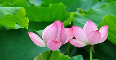 Lotus bir su bitkisi. Geniş yaprakları ve güzel kokulu çiçekleri vardır. Yapraklar ve çiçekler yüzer ve hava sahaları içeren uzun sapları vardır. Simetrik desende üst üste binen çok sayıda taç yaprağı var.