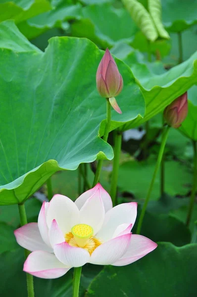 蓮は水の植物です 葉は広く 芳香のある花を咲かせます 葉や花は浮き上がり 長い茎には空気が入っています 左右対称の模様に多くの花弁が重なります — ストック写真