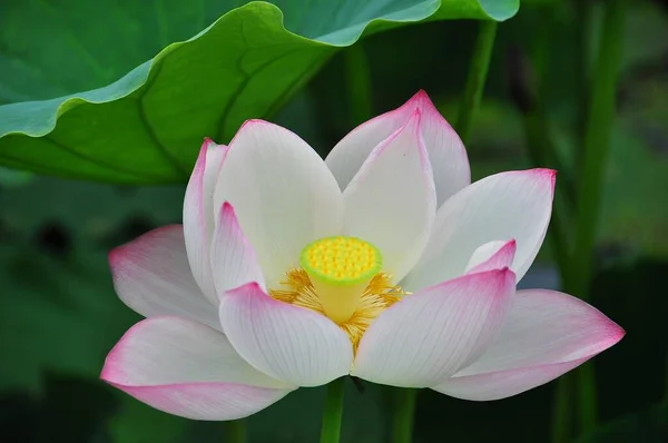 Lotus Bir Bitkisi Geniş Yaprakları Güzel Kokulu Çiçekleri Vardır Yapraklar — Stok fotoğraf